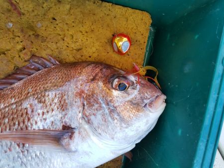 遊漁船 ニライカナイ 釣果