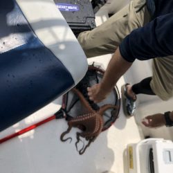 Magic(マジック) 釣果