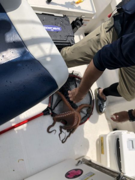 Magic(マジック) 釣果