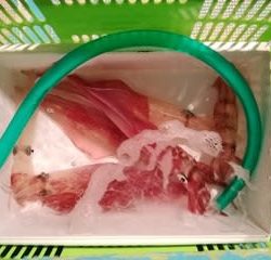 松福丸 釣果