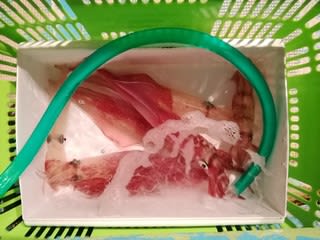 松福丸 釣果