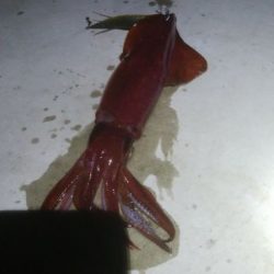 8月ショア剣先エギングレポート【きた氏連載 vol.12】