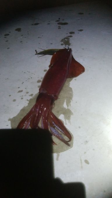 8月ショア剣先エギングレポート【きた氏連載 vol.12】