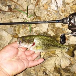 ダウンショットとトップに好相性【メガバス（Megabass）トライザ　インプレッション】