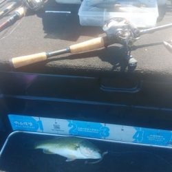 ティップの感度が抜群！！【メガバス（Megabass）トライザ　インプレッション】