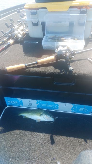 ティップの感度が抜群！！【メガバス（Megabass）トライザ　インプレッション】