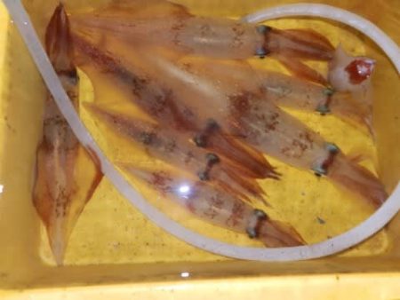 第二むつ漁丸 釣果