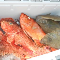 こうゆう丸 釣果