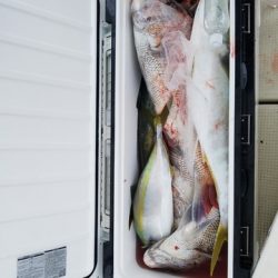 遊漁船 ニライカナイ 釣果