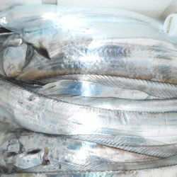 こうゆう丸 釣果