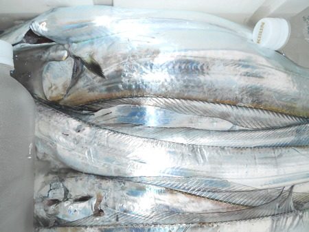 こうゆう丸 釣果