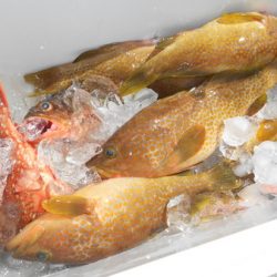 こうゆう丸 釣果