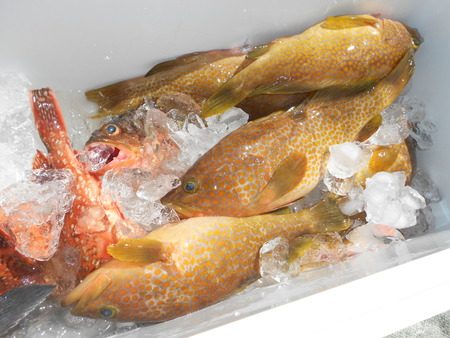 こうゆう丸 釣果