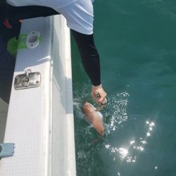 遊漁船 ニライカナイ 釣果