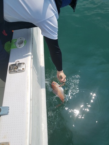 遊漁船 ニライカナイ 釣果