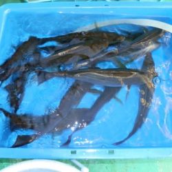 第二むつ漁丸 釣果