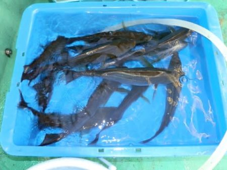 第二むつ漁丸 釣果