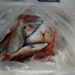 遊漁船 セトマリン 釣果