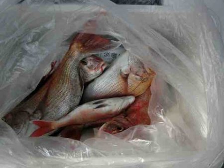 遊漁船 セトマリン 釣果