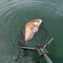 遊漁船 セトマリン 釣果