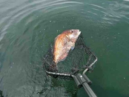 遊漁船 セトマリン 釣果