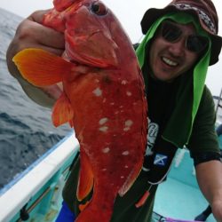 シードリーム 釣果