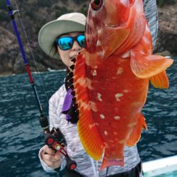 シードリーム 釣果