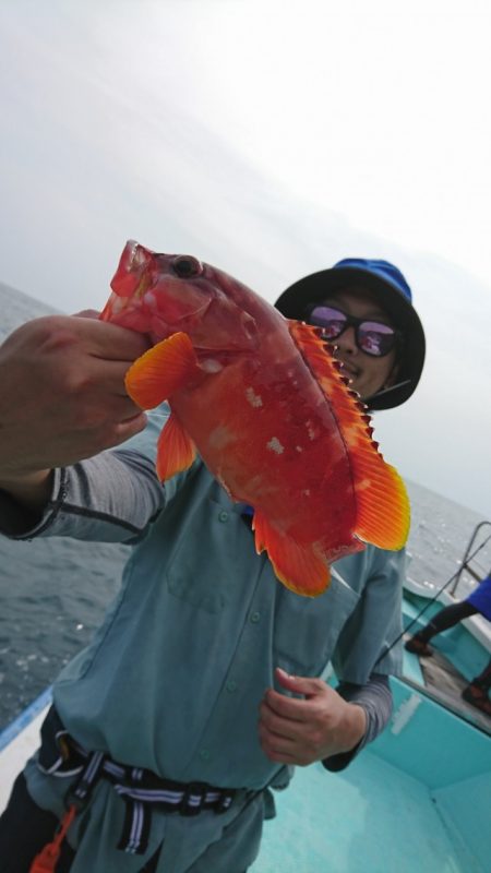 シードリーム 釣果