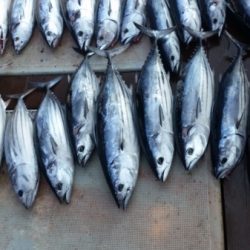 小海途 釣果