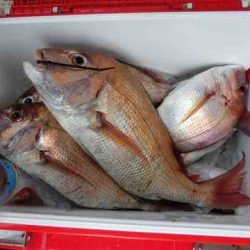 遊漁船 セトマリン 釣果