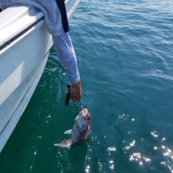 遊漁船 ニライカナイ 釣果