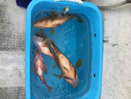 龍宮丸 釣果