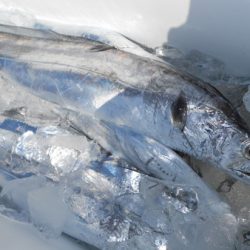 こうゆう丸 釣果