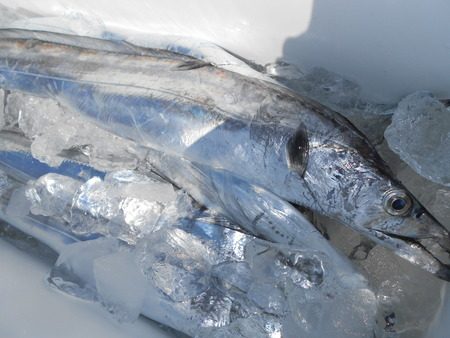 こうゆう丸 釣果