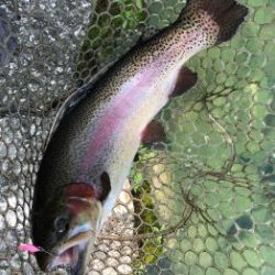 フィッシング サンクチュアリ 釣果