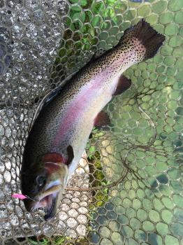 フィッシング サンクチュアリ 釣果