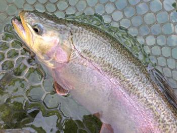 フィッシング サンクチュアリ 釣果