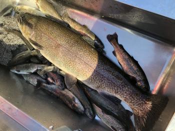 フィッシング サンクチュアリ 釣果