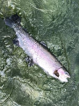 フィッシング サンクチュアリ 釣果