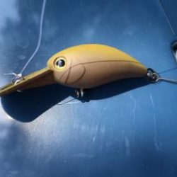 フィッシング サンクチュアリ 釣果