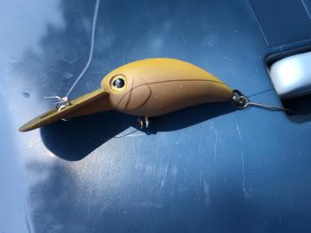 フィッシング サンクチュアリ 釣果