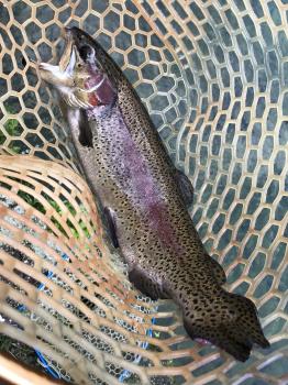 フィッシング サンクチュアリ 釣果