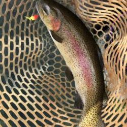 フィッシング サンクチュアリ 釣果