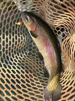 フィッシング サンクチュアリ 釣果