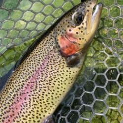 フィッシング サンクチュアリ 釣果