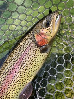 フィッシング サンクチュアリ 釣果