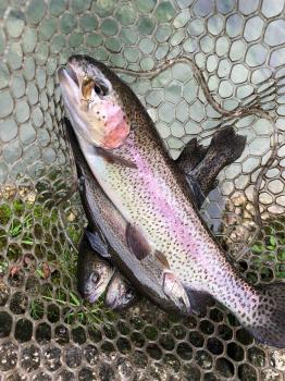 フィッシング サンクチュアリ 釣果