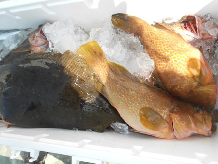 こうゆう丸 釣果