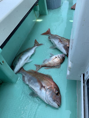 さんさん丸 釣果