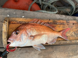 幸吉丸 釣果